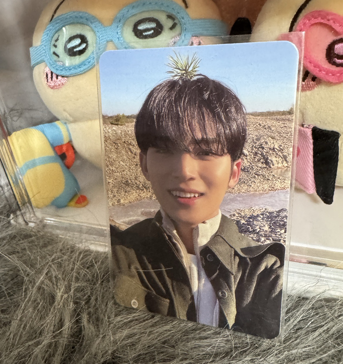 正規四金珉奎 頂草奎