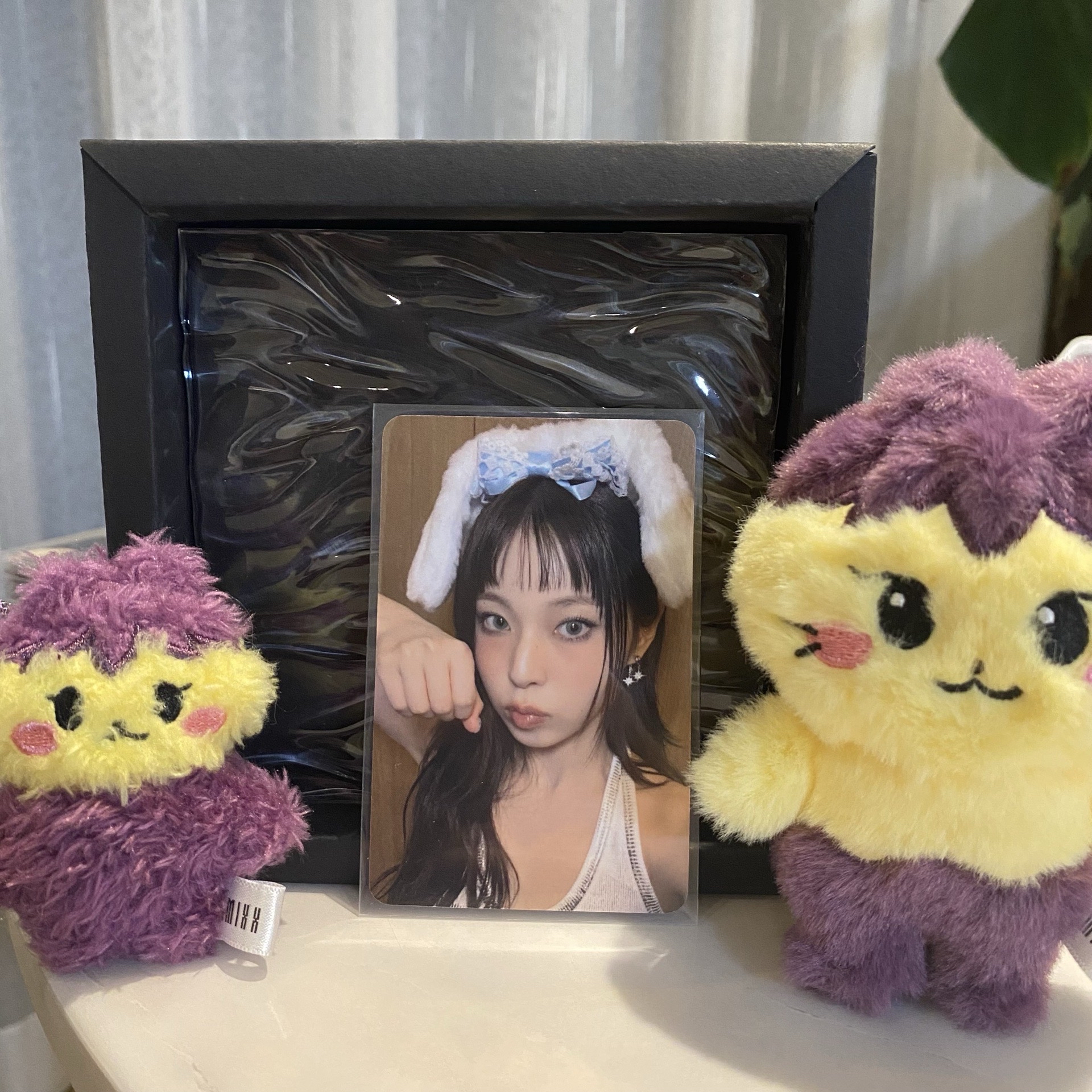 🐱星河 兔子大王圭 中背