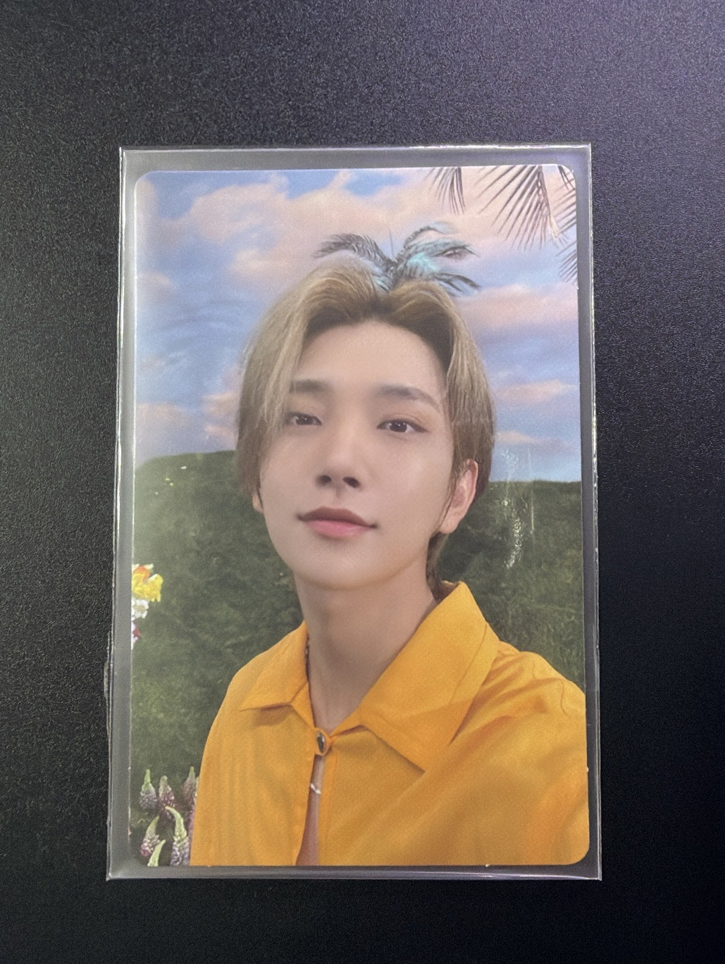 正四後續 鳳梨秀