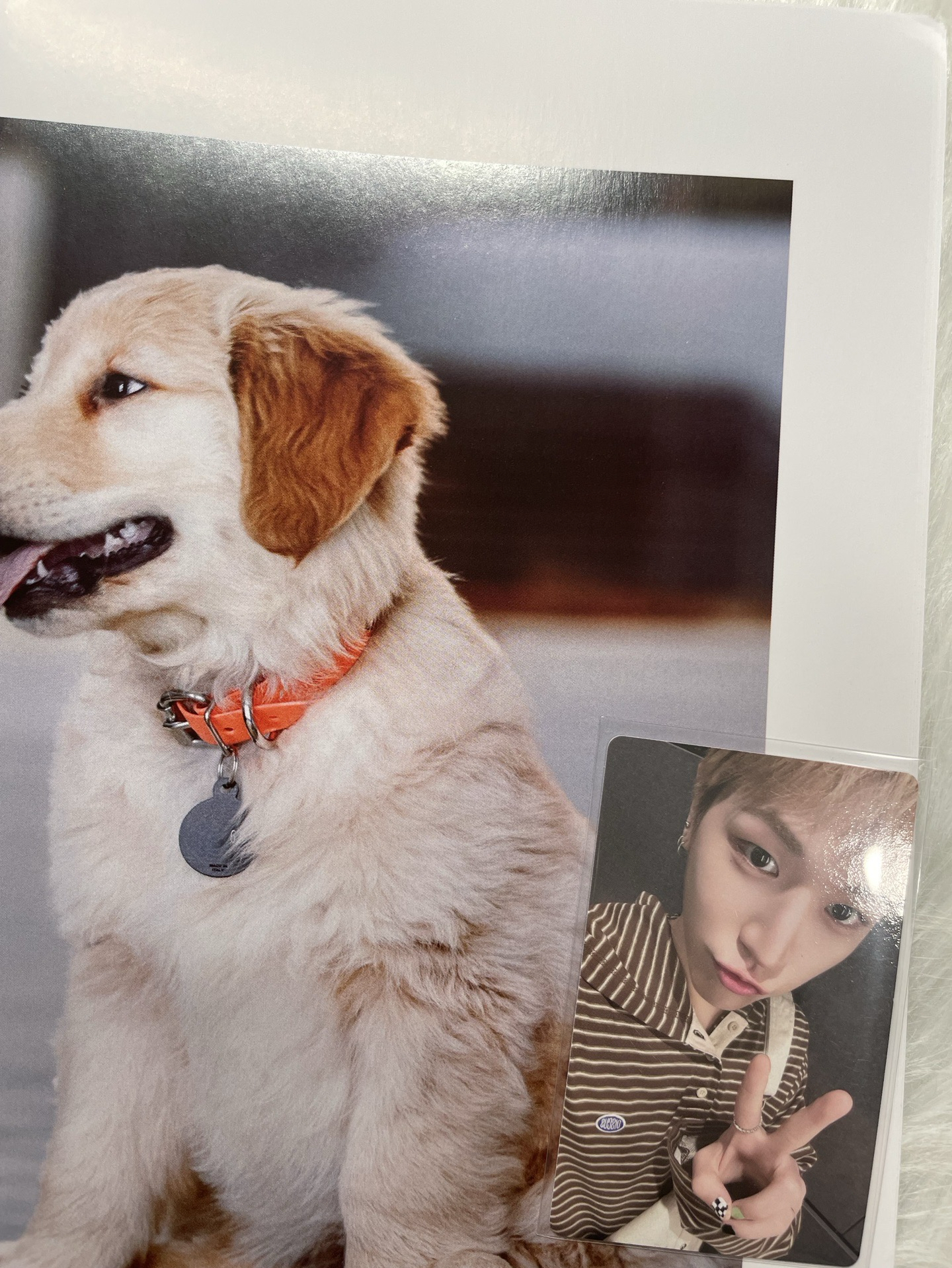 【BND】🦦yt特典卡