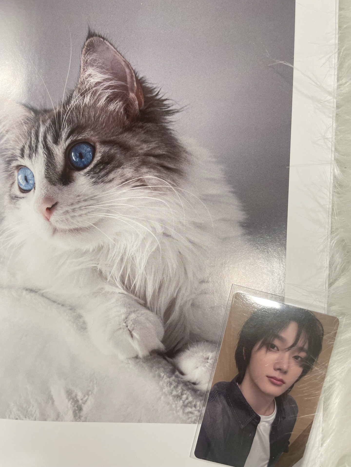 【BND】🐈日安粽