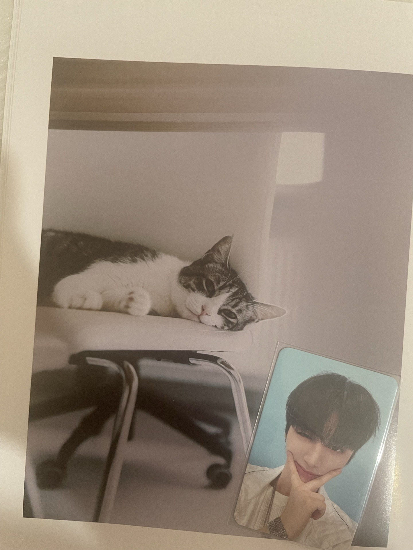 【BND】🐈‍⬛dmm幸運卡