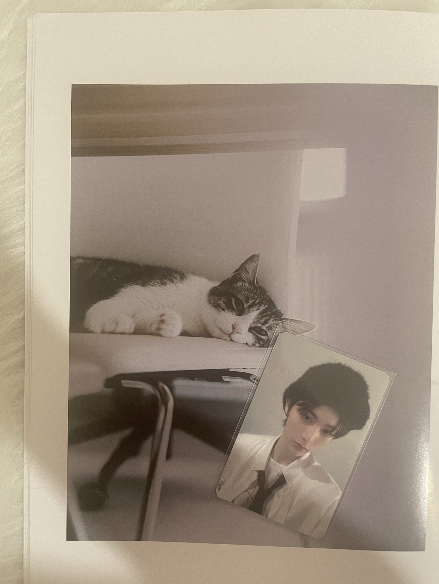 【BND】🐈‍⬛yt 直播b版小卡