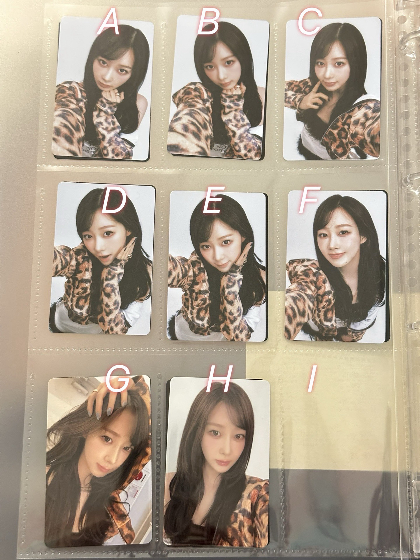 豹貓懇親會(剛好都叫博美