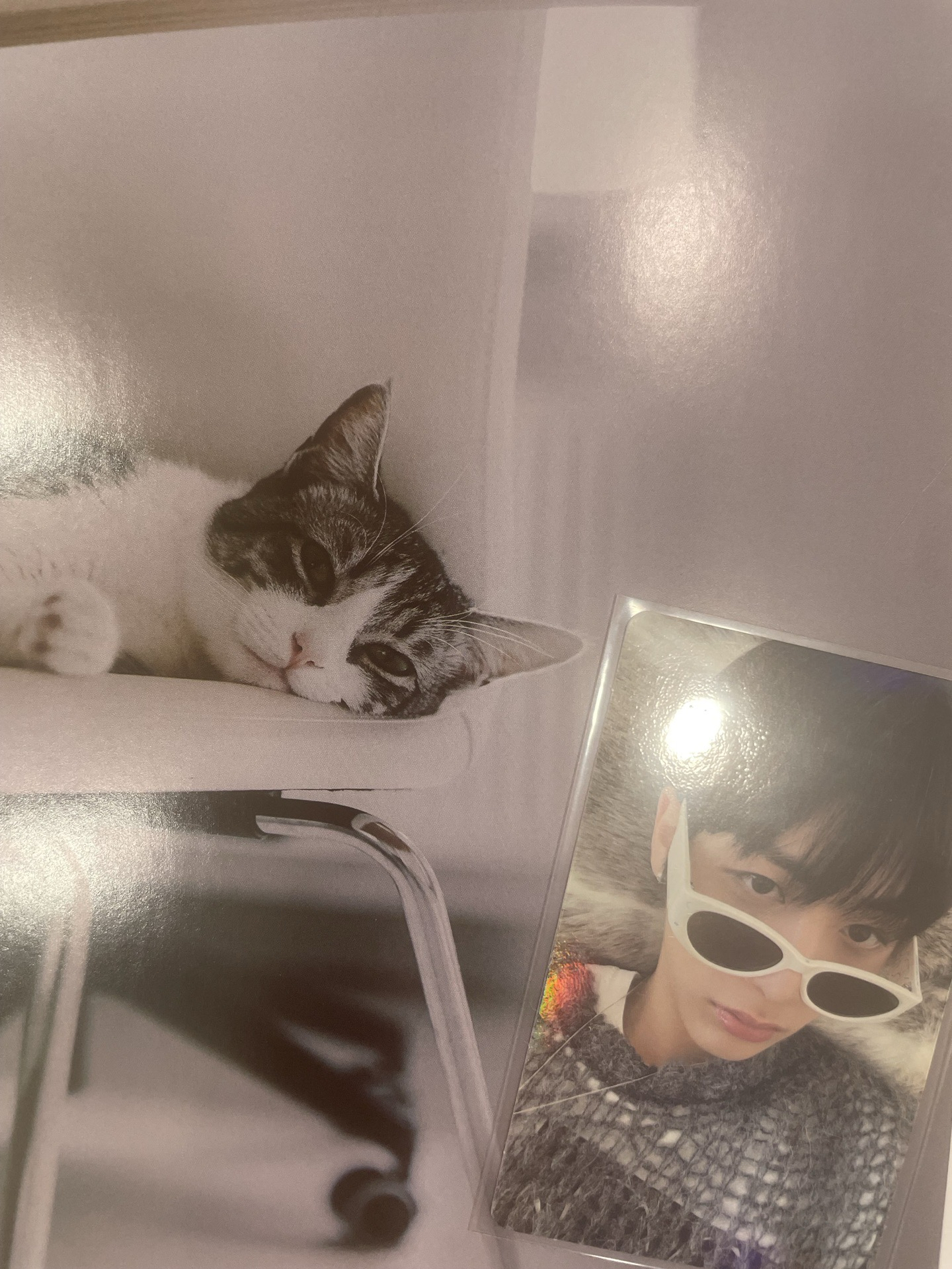 【BND】🐈‍⬛wvs特典閃卡