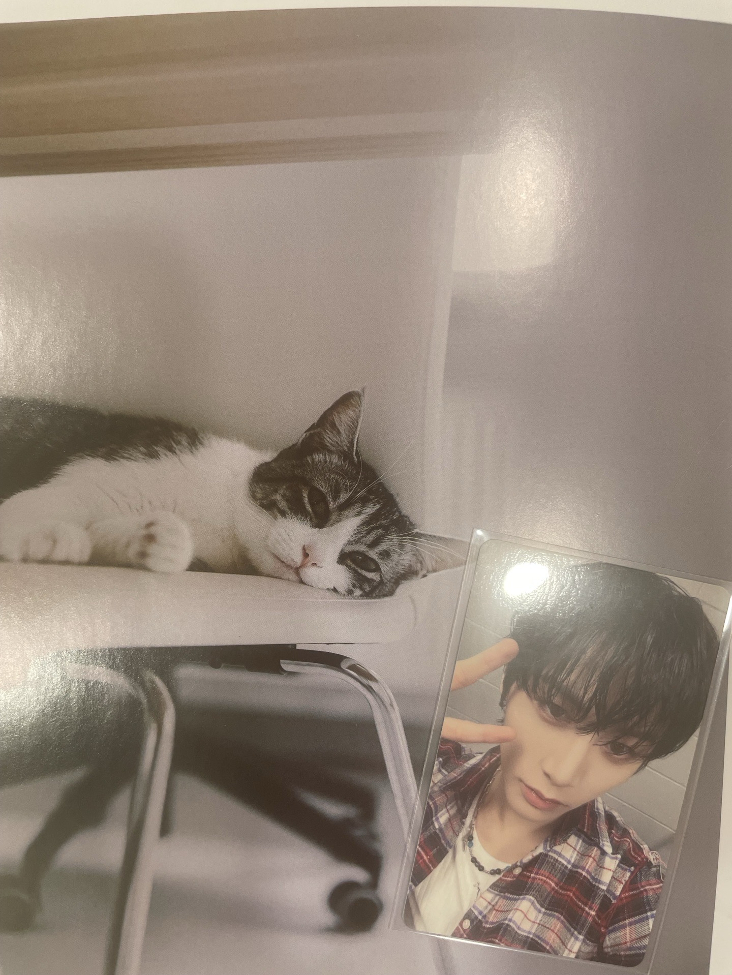 【BND】🐈‍⬛19.99日咖抽選卡