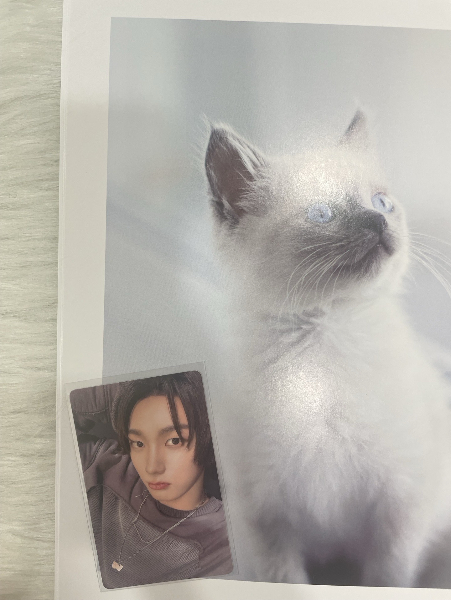 🍀【BND】🐈專輯卡