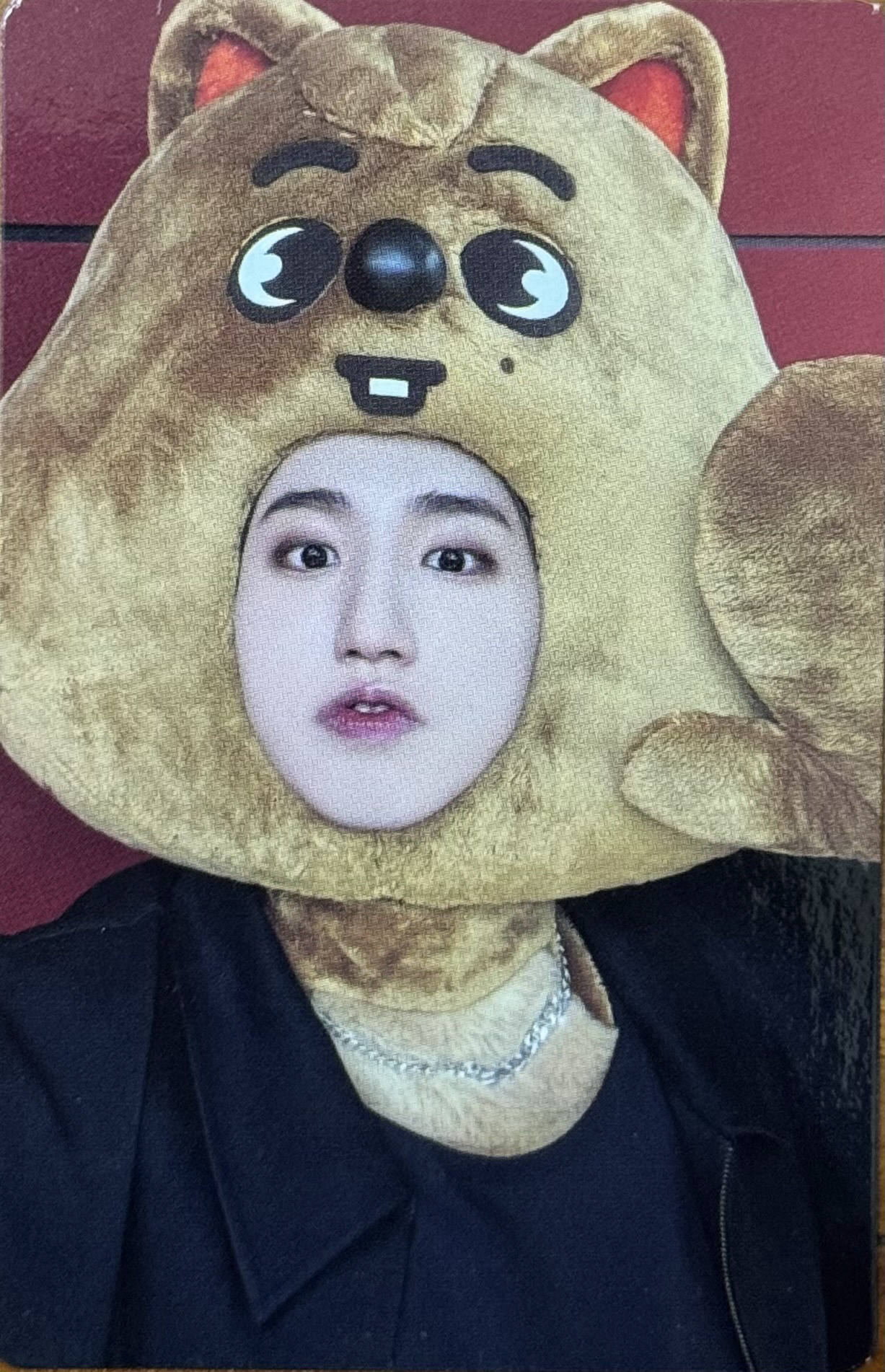 城 macident jyp特典