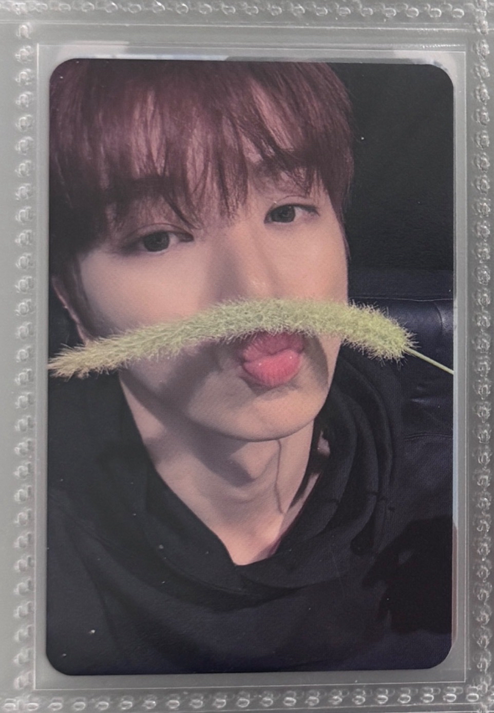 13-DMM LD狗尾巴草燦