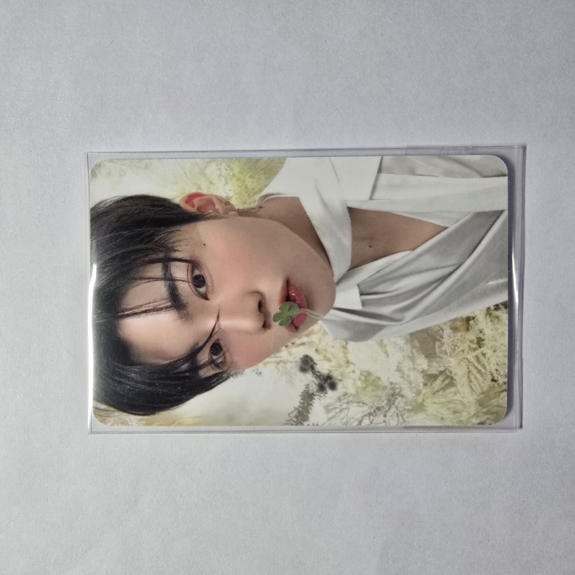 ZB1 朴乾旭 SR幸運草 中文卡背