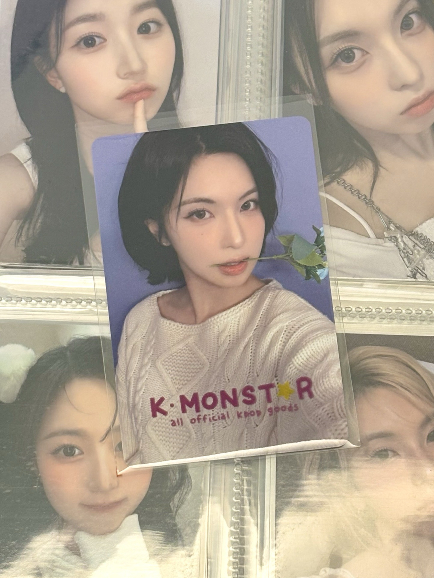 KM中簽 藍玫瑰 裴