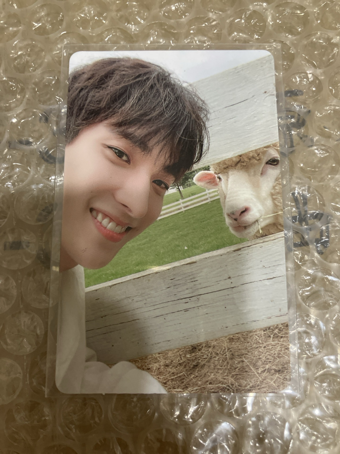 碩 sc 小卡 羊碩