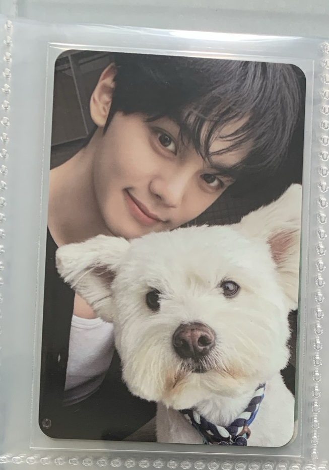 金奎彬 正規一 狗狗