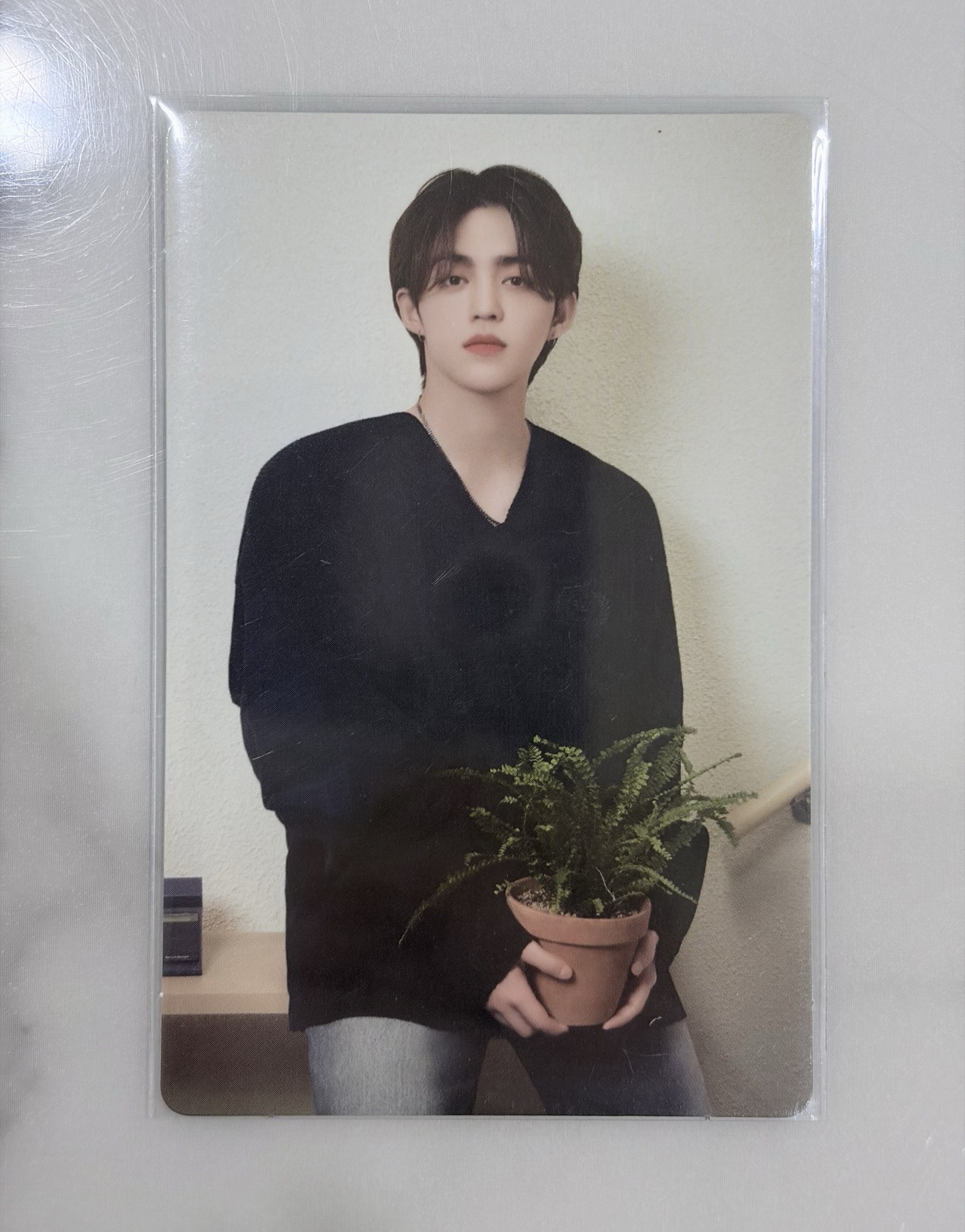 24克拉島卡包卡(盆栽)