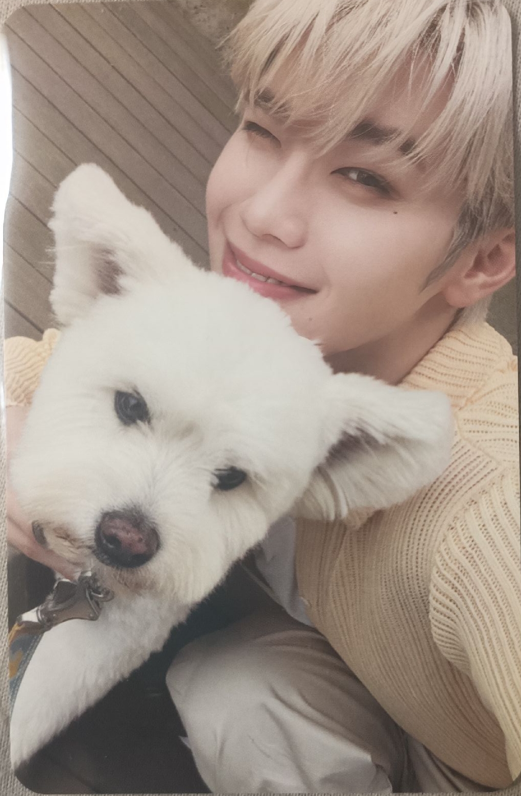 正一團封狗狗卡 來