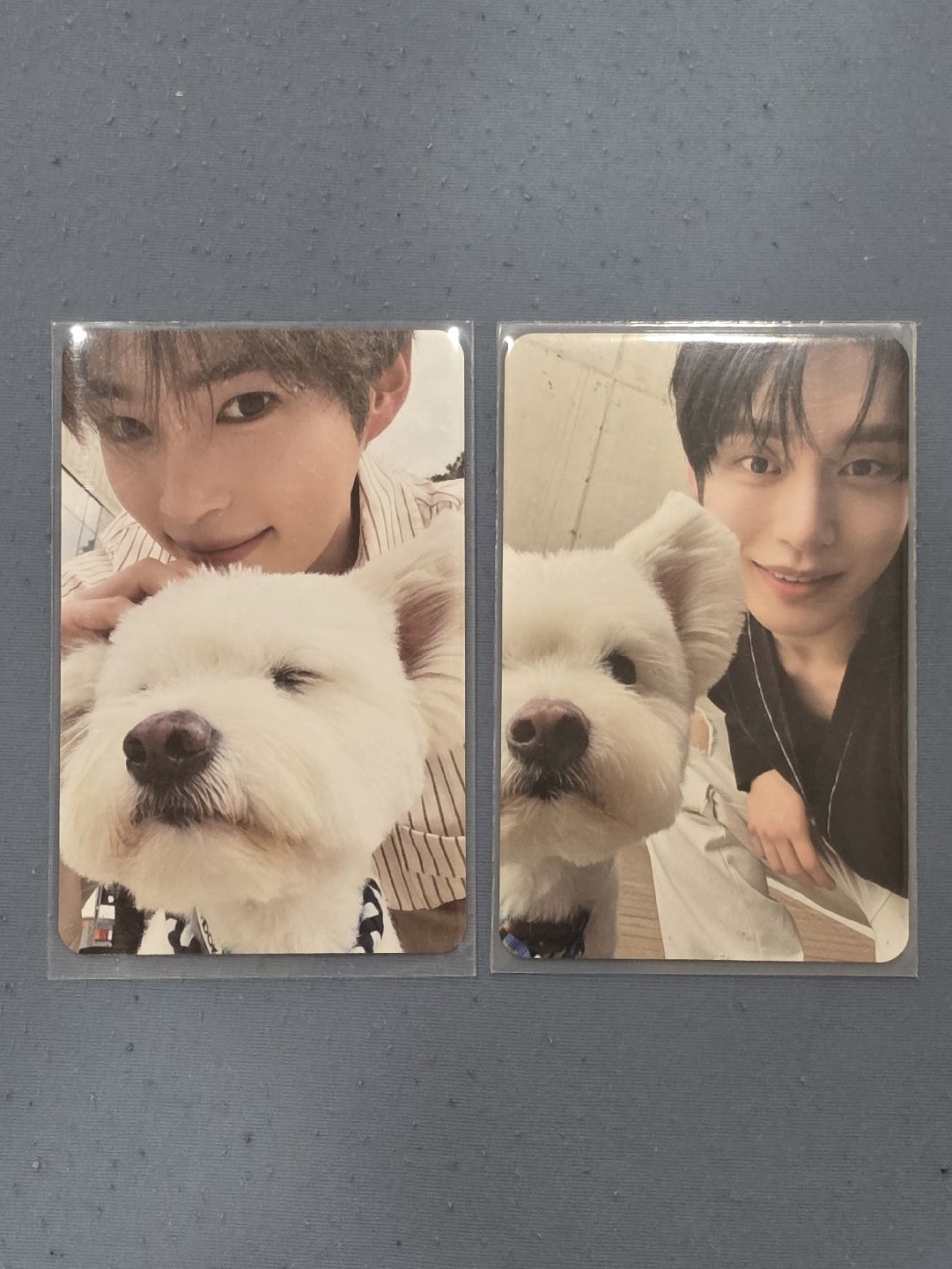 ZB1正規一輯 團封LEO狗狗卡