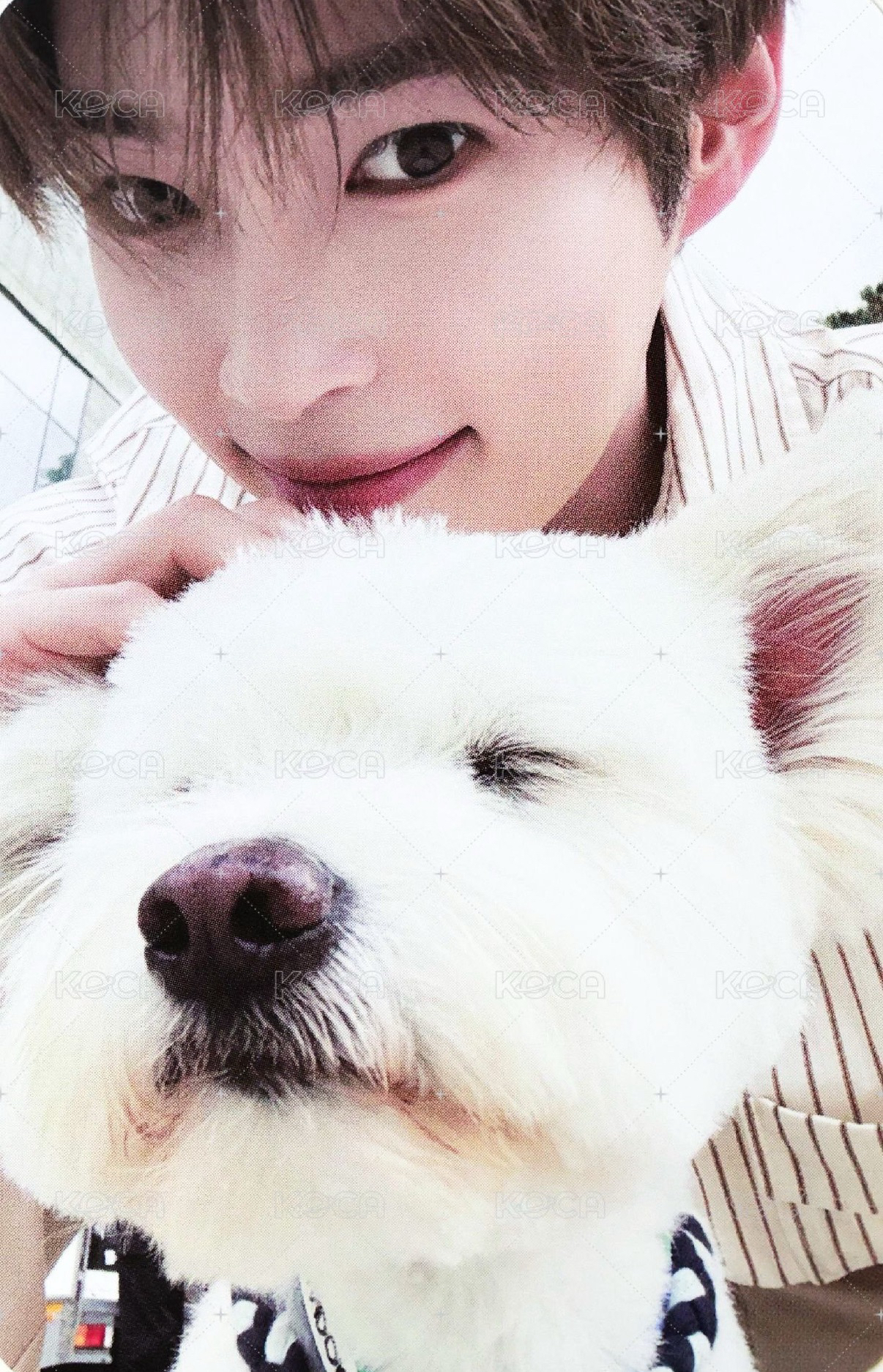 成韓彬 正規一狗狗卡+專輯