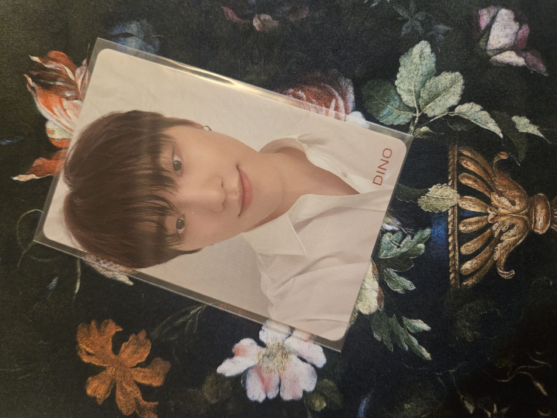 Dino 24h HMV 特典卡