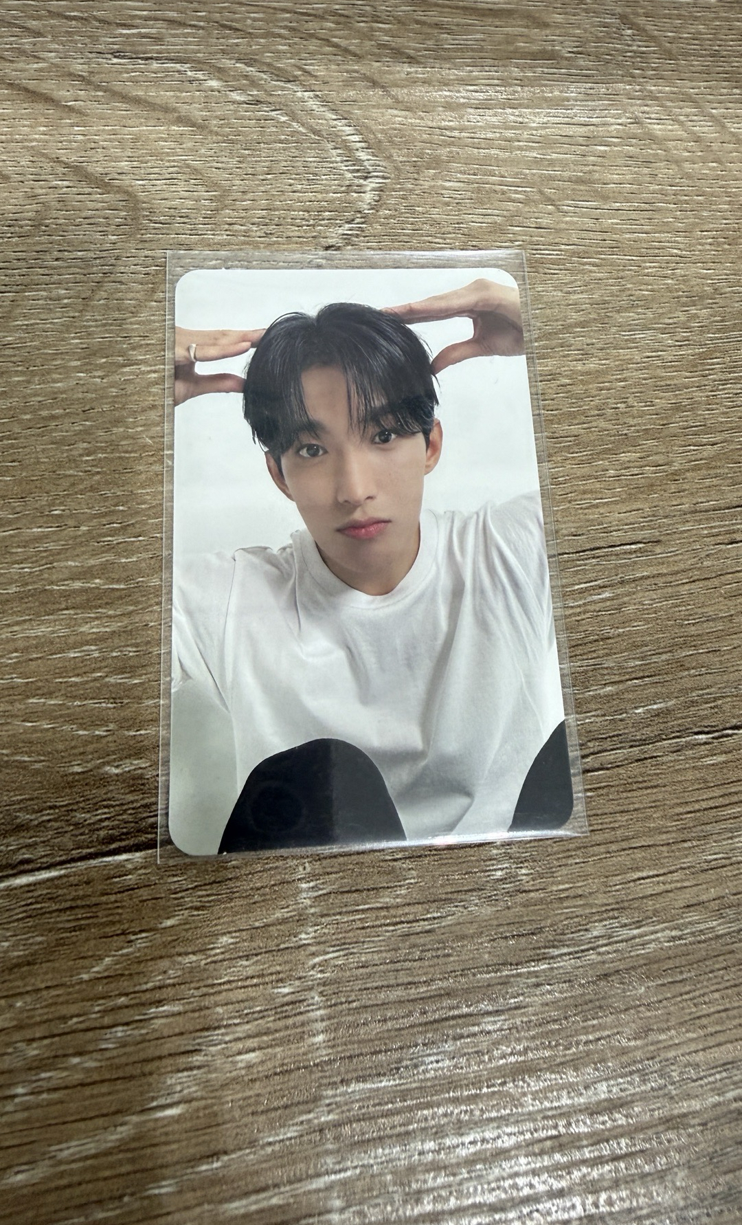 精選專 克拉盤 狗狗碩