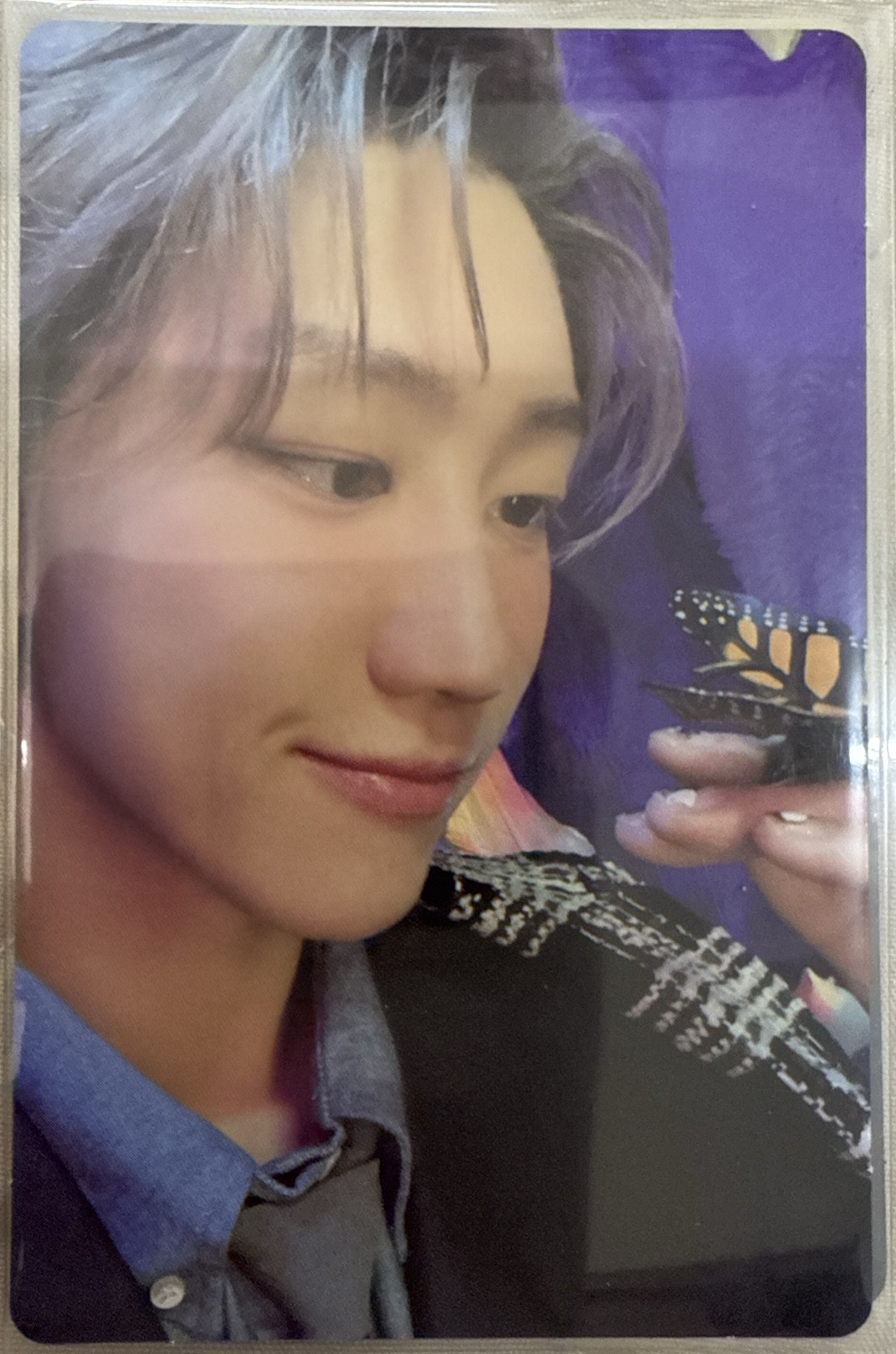 RH精選專 小八看蝴蝶