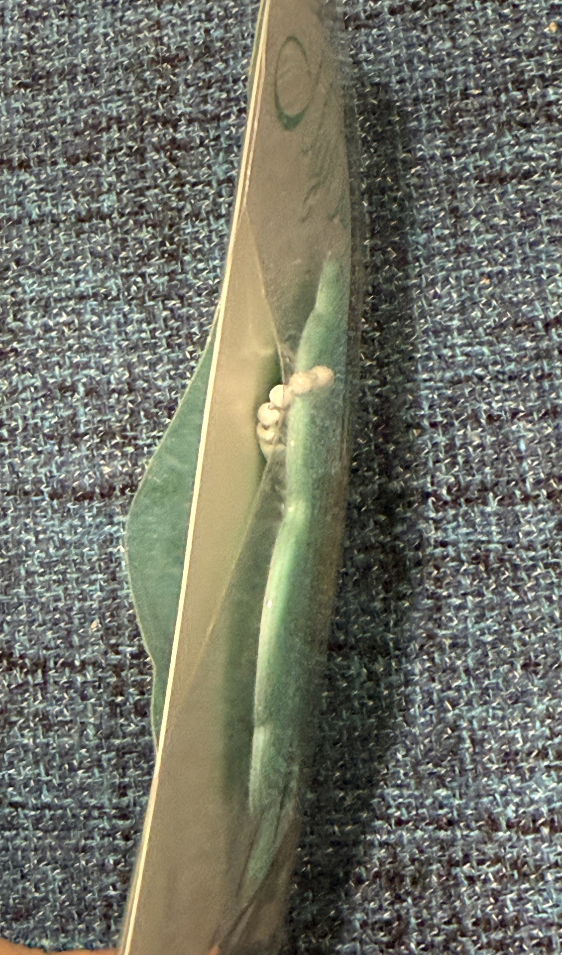 DAY6 集線器 PIL 元弼 I Need My Day