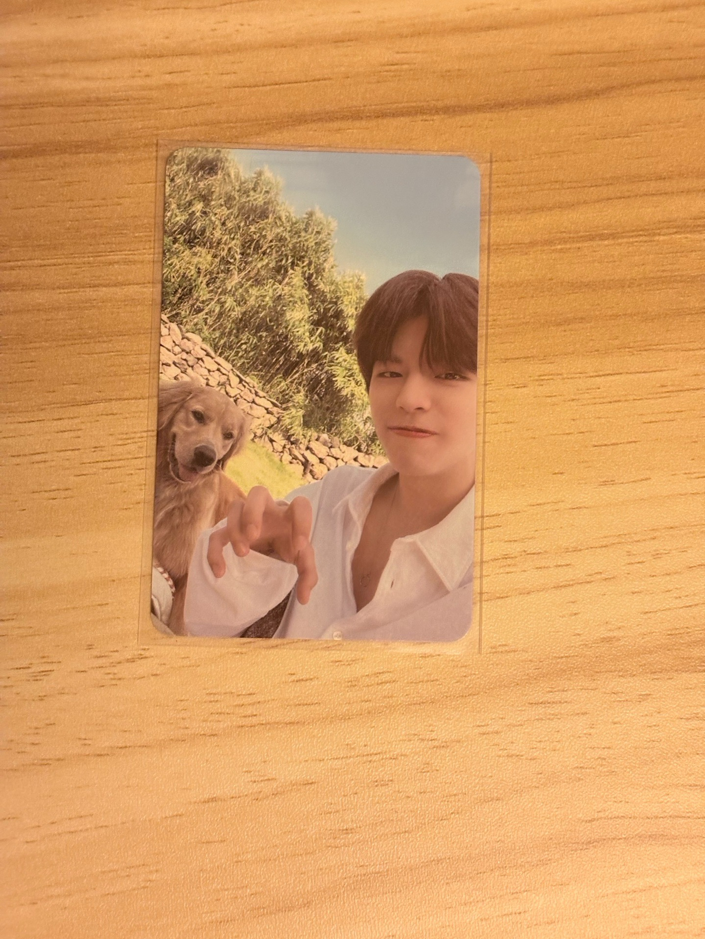 濟州島滿額卡狗次方