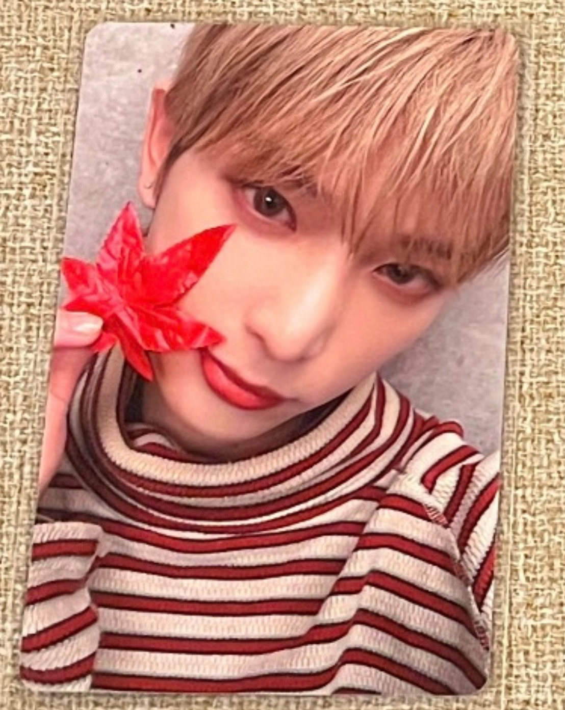 楓葉和我選一個