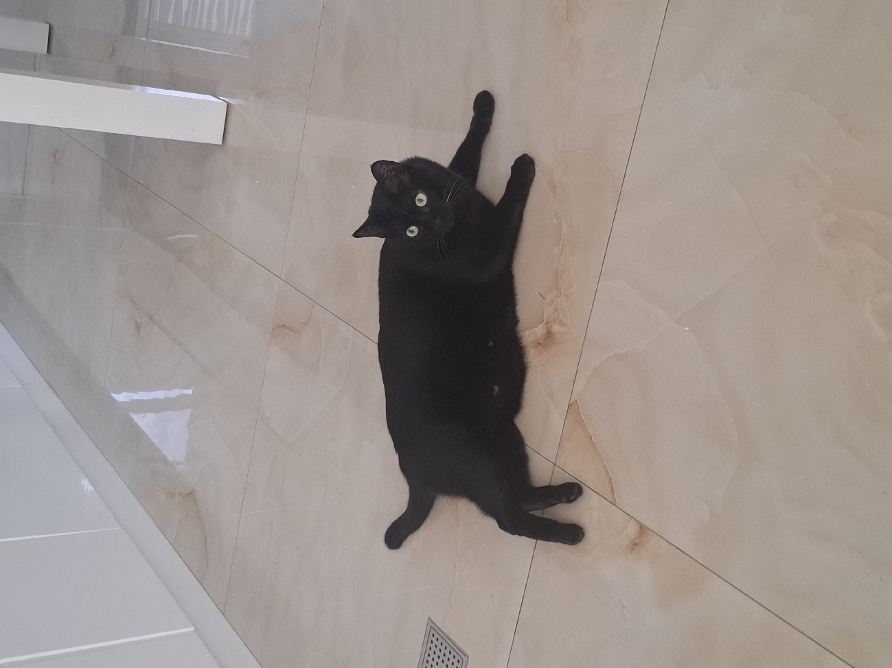 黑貓老闆好累好累好累