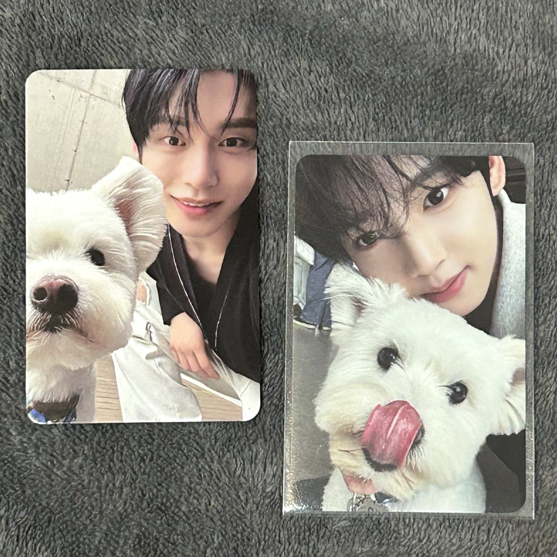 ZB1 維辰地雄 正1團封 狗狗卡 