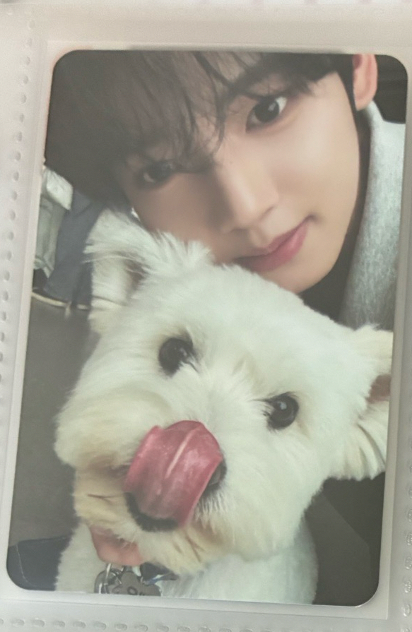 狗狗辰（綁6張卡）