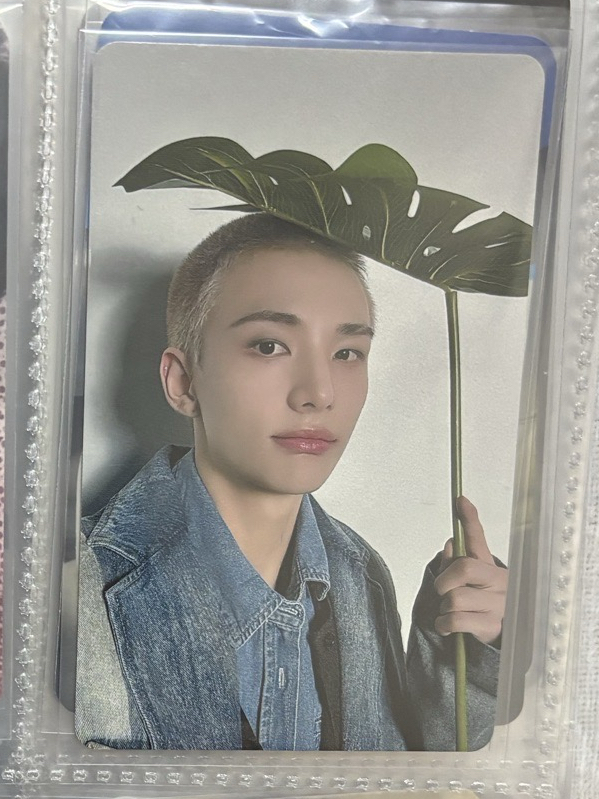 荷葉辰、龍貓辰