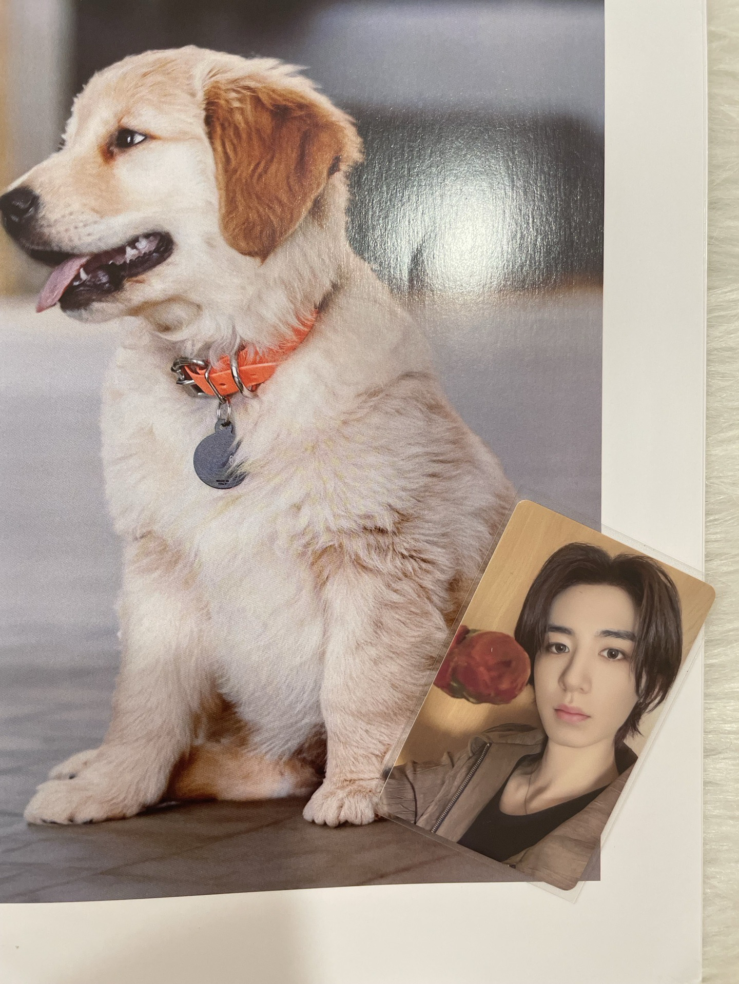 【BND】一直娛北京中選卡🦁