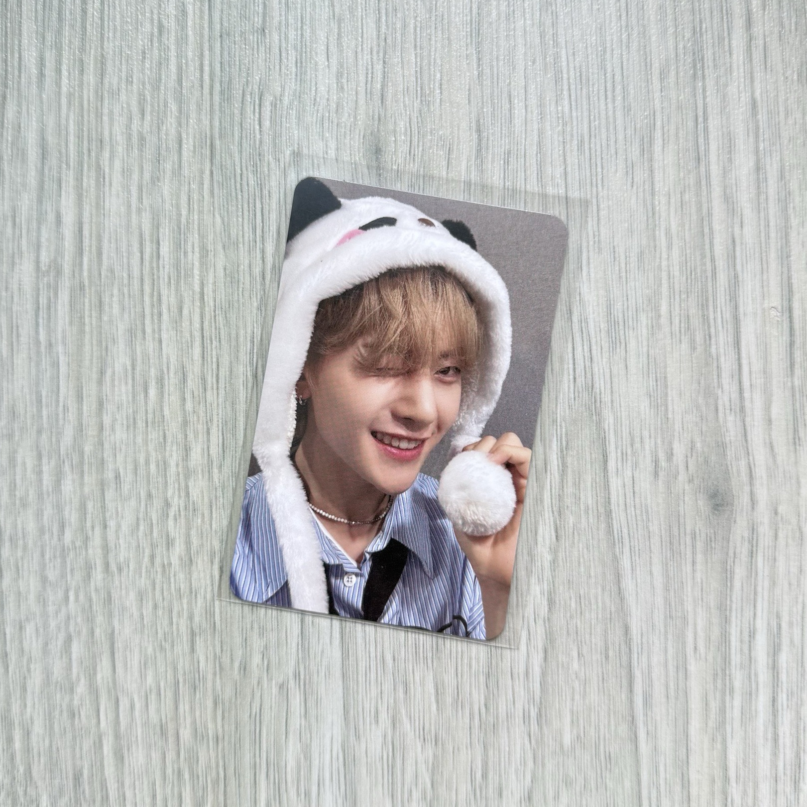 ZB1 馬修 迷一 ms2.0 熊貓特典