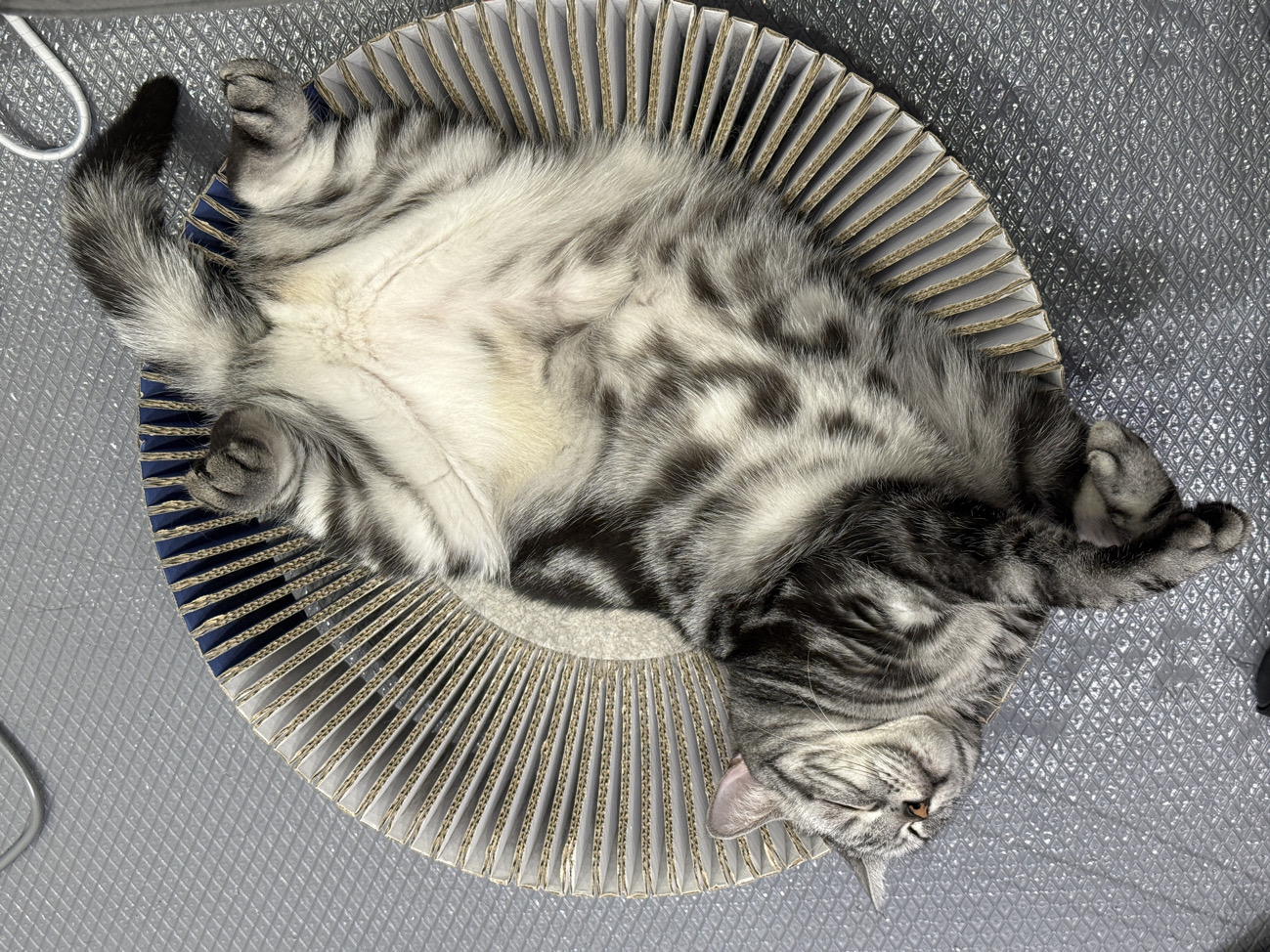 可憐的梅子餅🍪