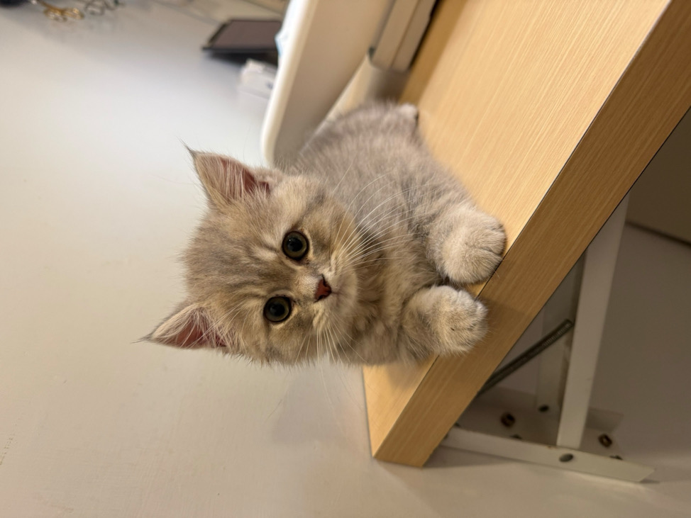 柚子的小賣部（見過karina版）