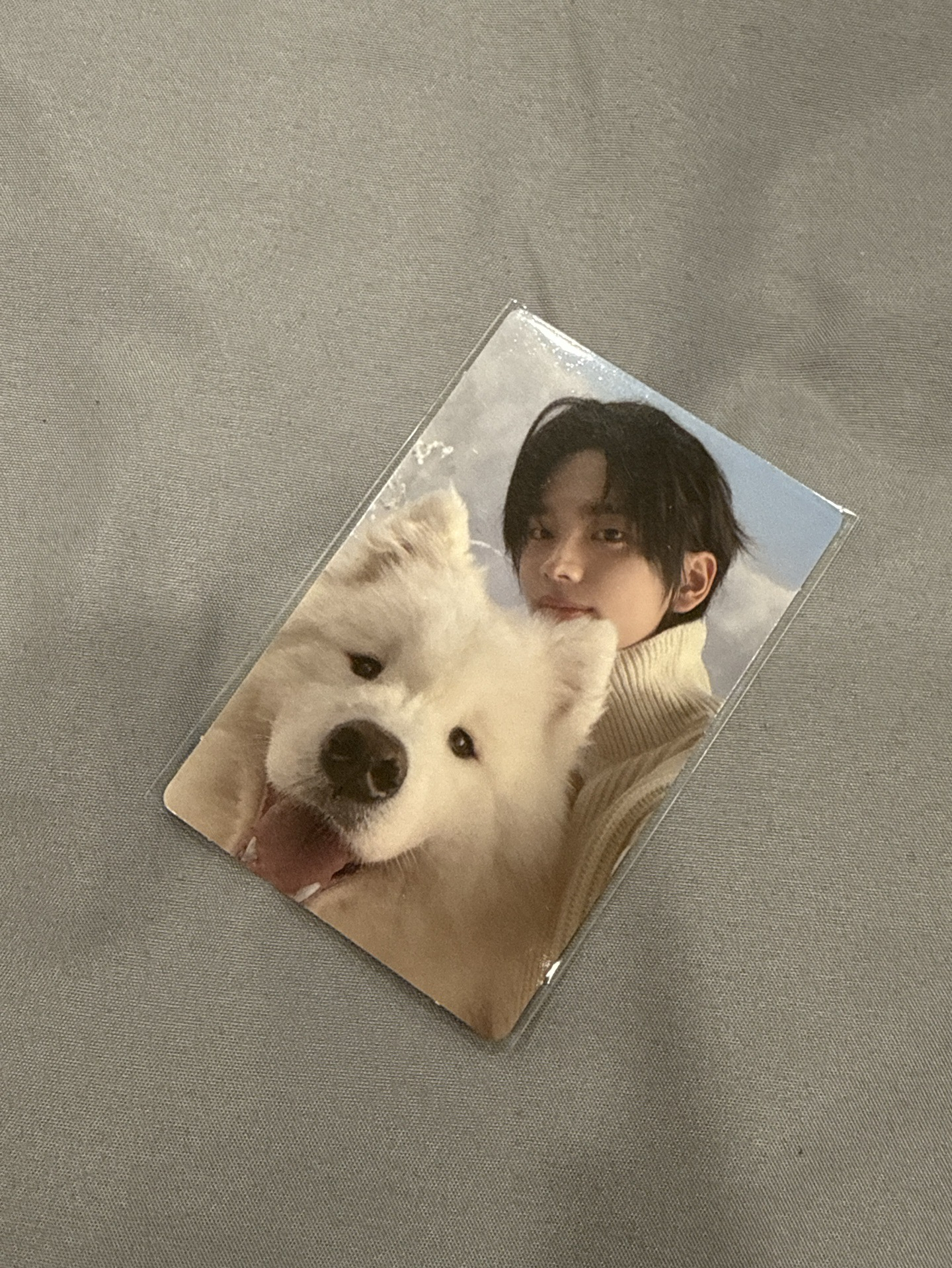 冬專單封專卡（薩摩耶）