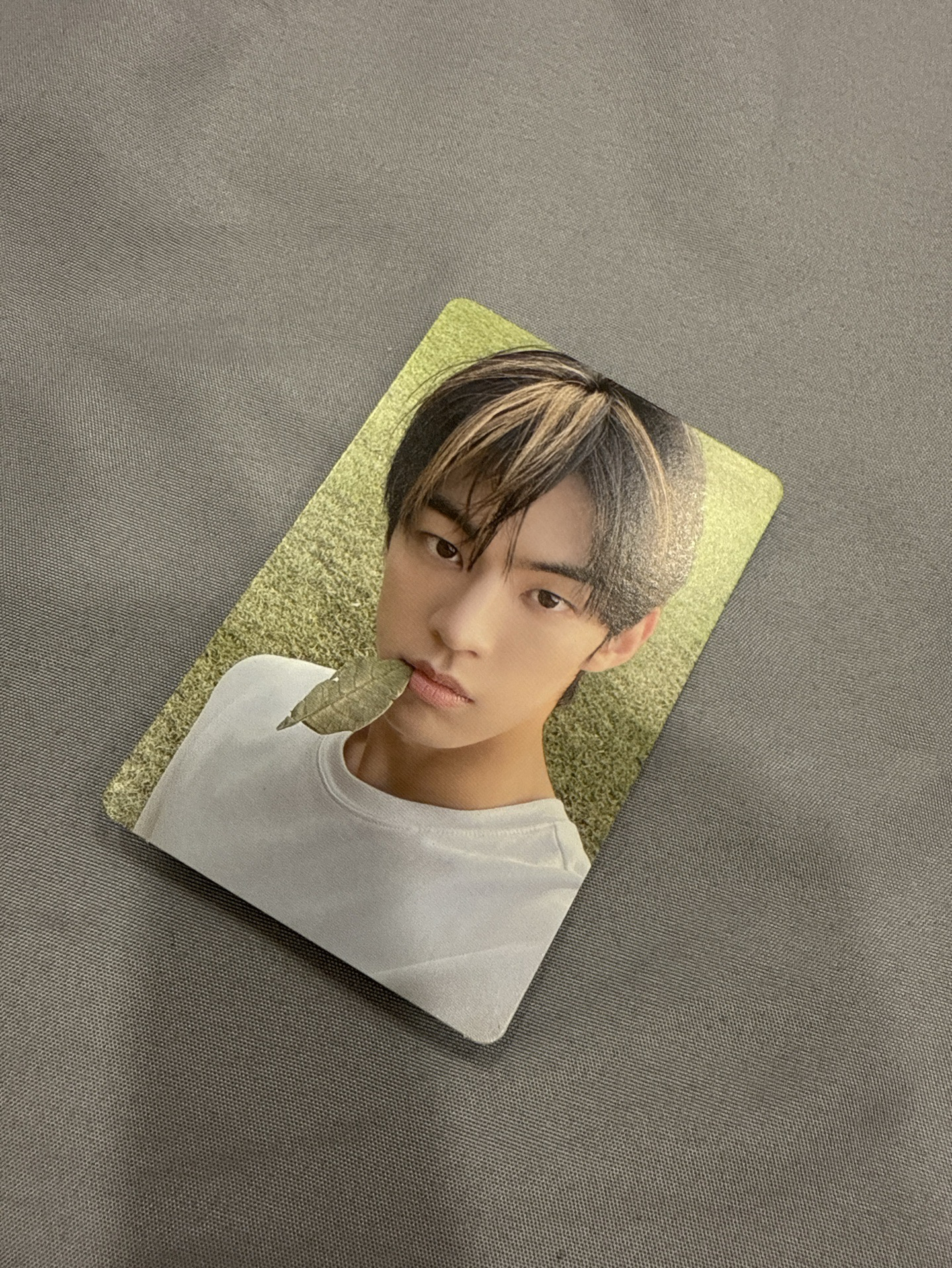 🤍迷二專卡（咬樹葉）