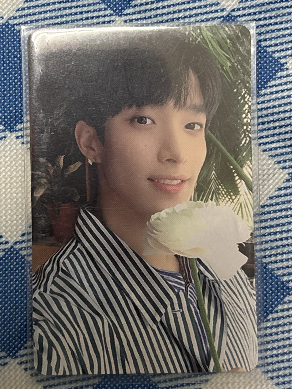 白玫瑰碩 可直拍