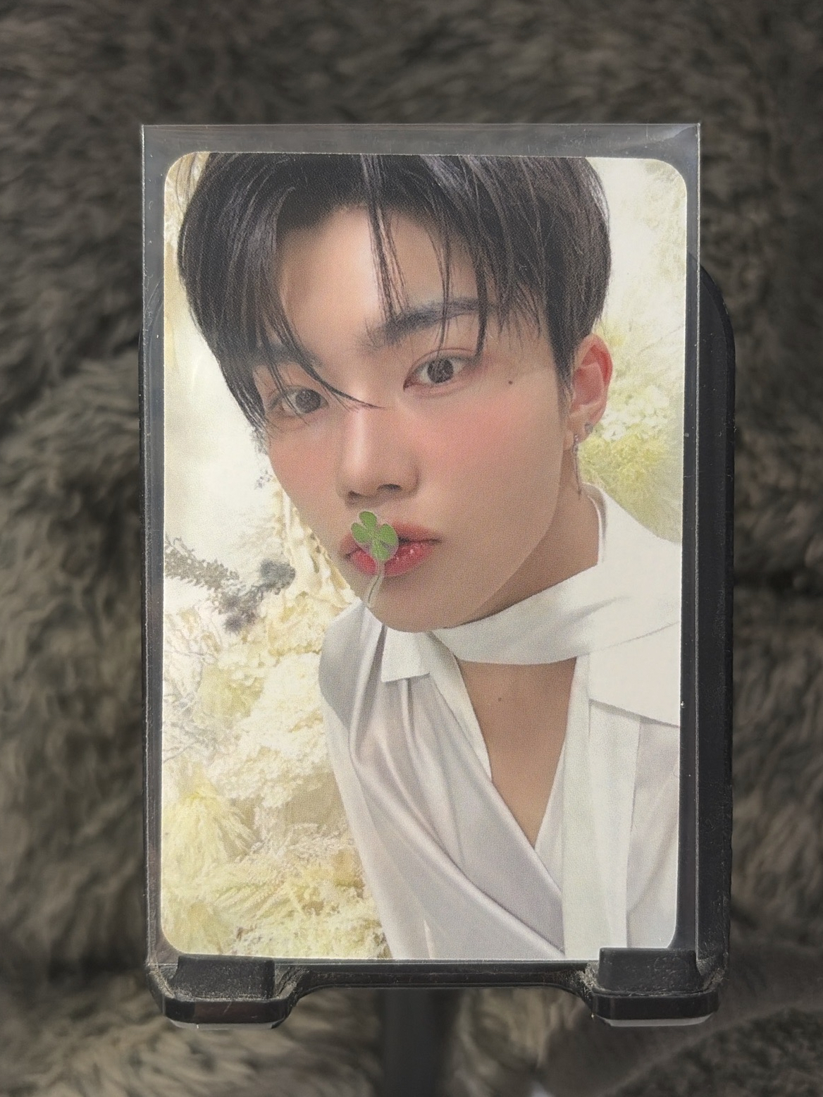 迷五 朴乾旭 sr幸運草 中文卡背