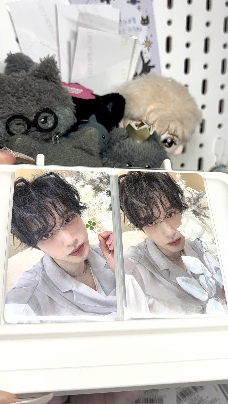 幸運草中背金地雄（左）