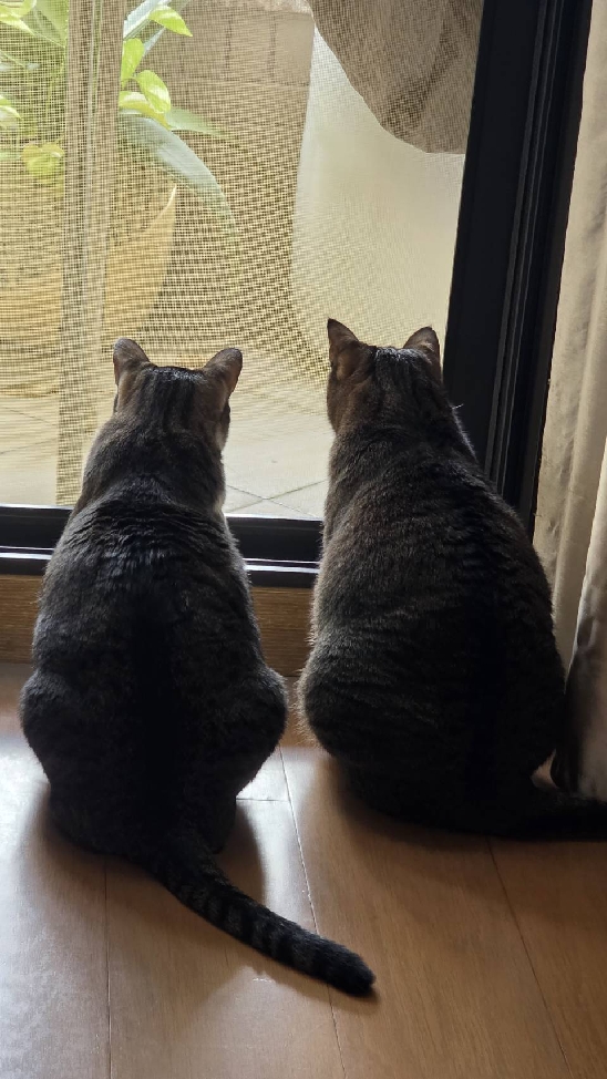 古木😼