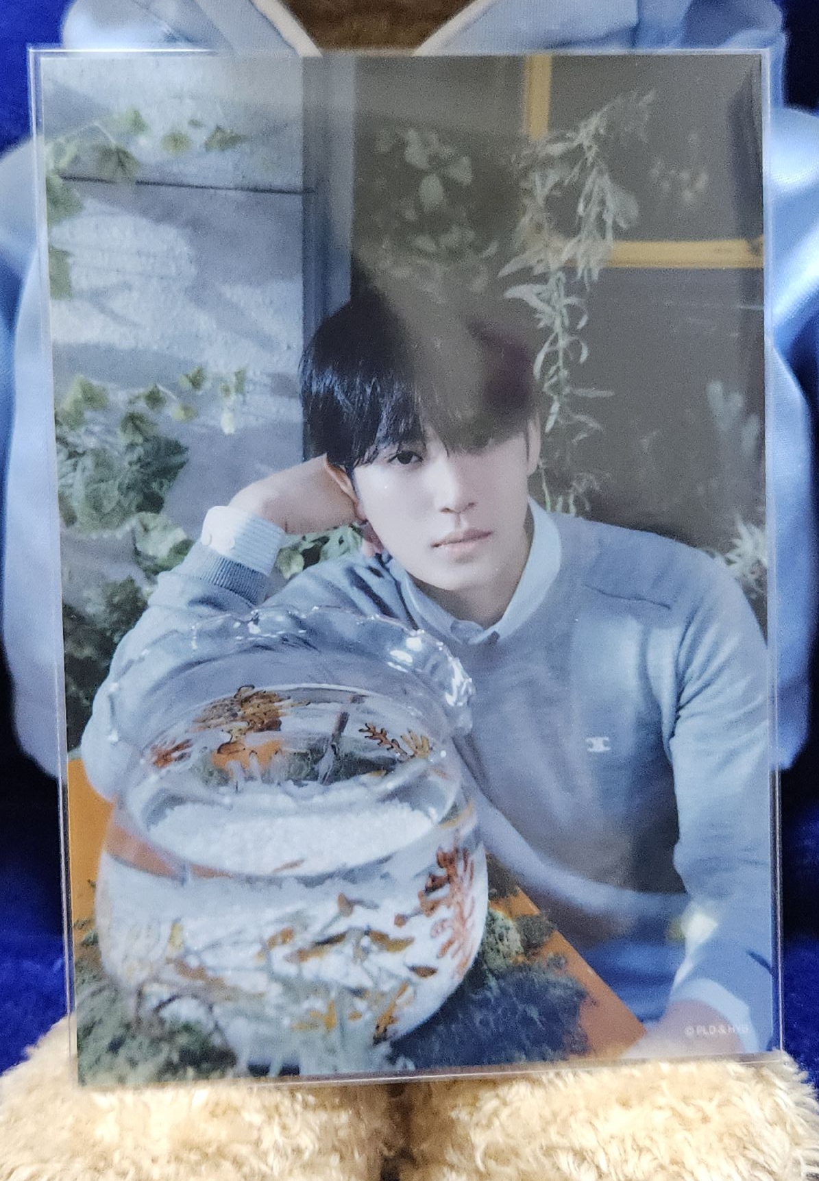 Seventeen 消費期限 生寫真（奎）