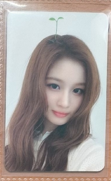 ✅ 薛 153 | 幼苗薛