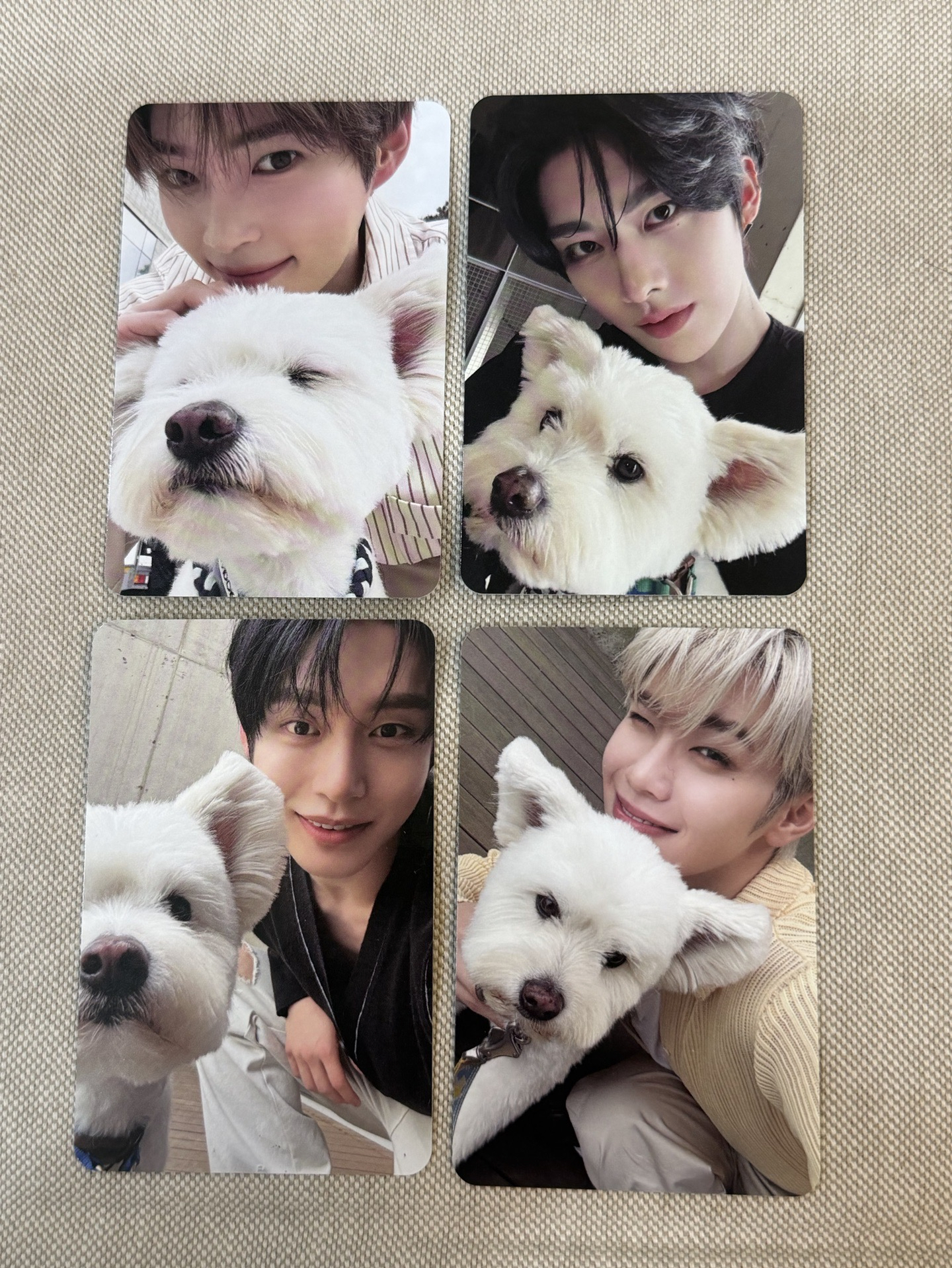 正規一 單封 狗狗卡+專輯（全專）