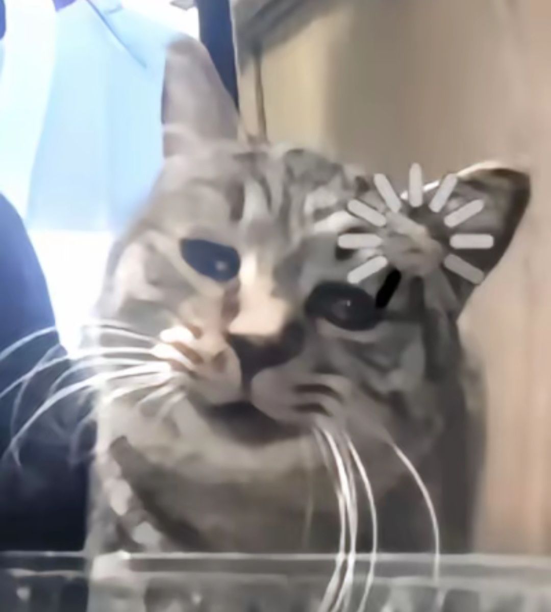 💎Stray kids綜合福袋