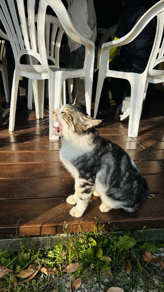 咕嚕