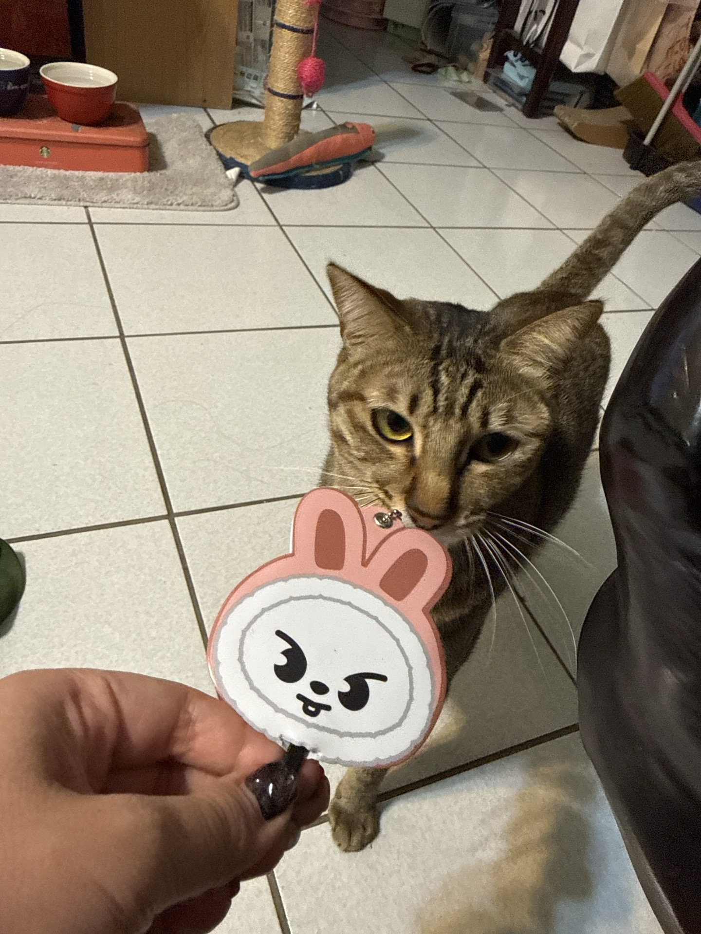 就說可以給貓玩的小扇子