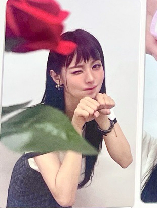 玫瑰短尾矮袋鼠