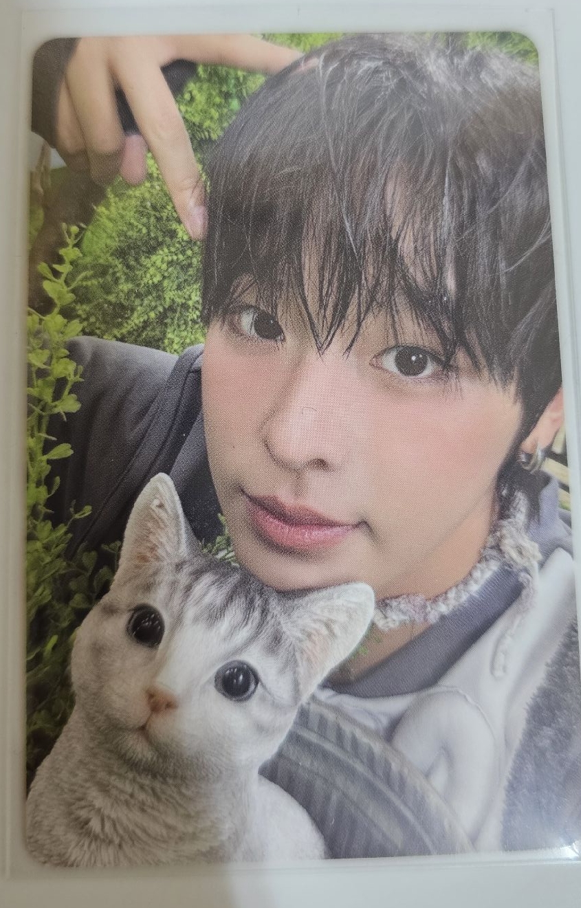 nct wish color 專卡兩隻美萌貓