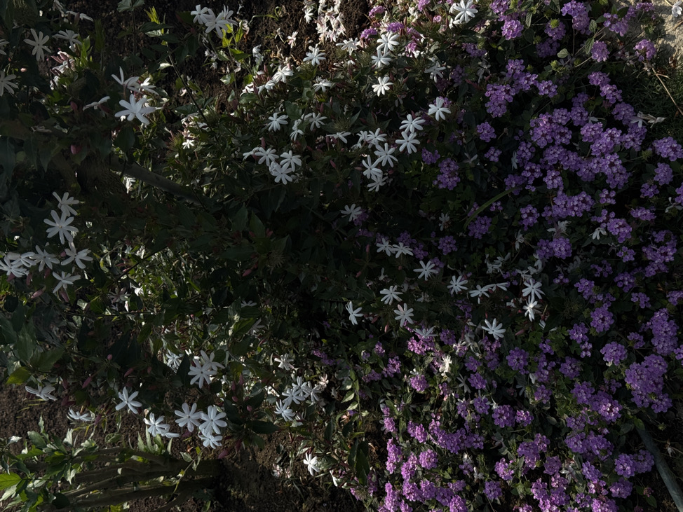 里噗ㄚ西^_−☆